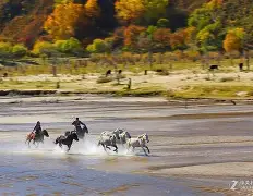 包含山东鲁能历久弥坚，白驹过隙岁月如梭的词条